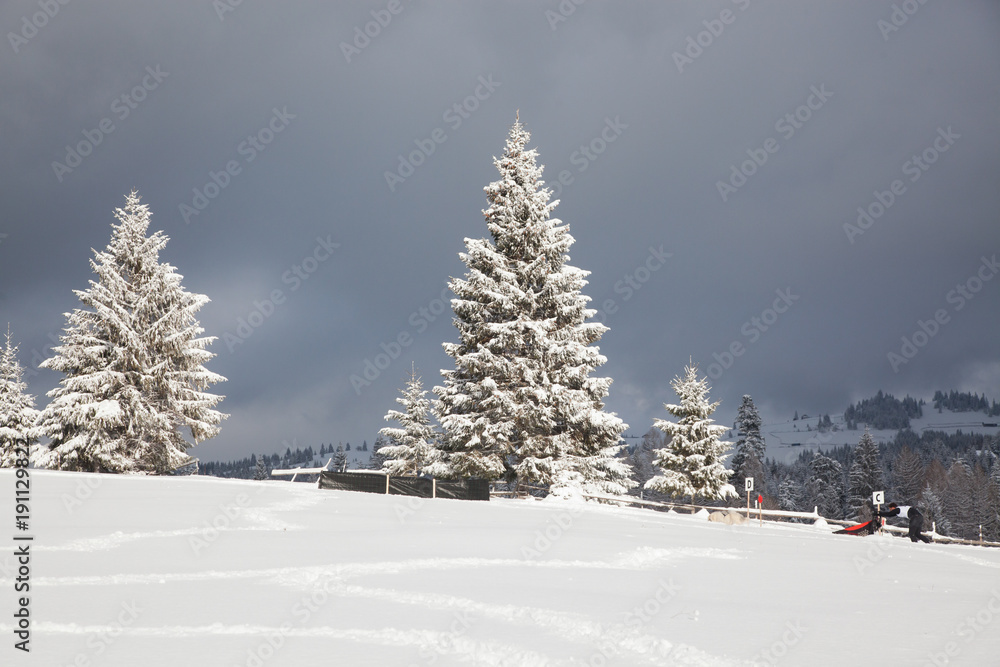 winter in the mountains - snow covered fir trees - Christmas background winter in the mountains - snow covered fir trees - Christmas background