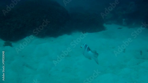 Wallpaper Mural Solitary Fish Swiming around Reefs Torontodigital.ca