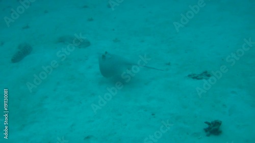 Wallpaper Mural Stingray swiming above sandy ocean floor Torontodigital.ca