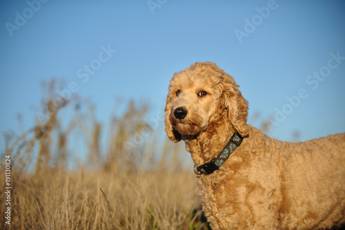 Goldendoodle dog outdoor portrait in field with blue sky