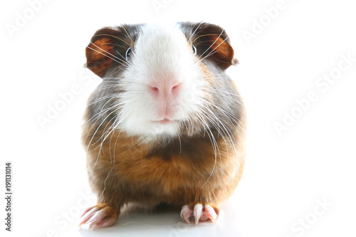 Guinea pig on studio white background. Isolated white pet photo. Sheltie peruvian pigs with symmetric pattern. Domestic guinea pig Cavia porcellus or cavy photo
