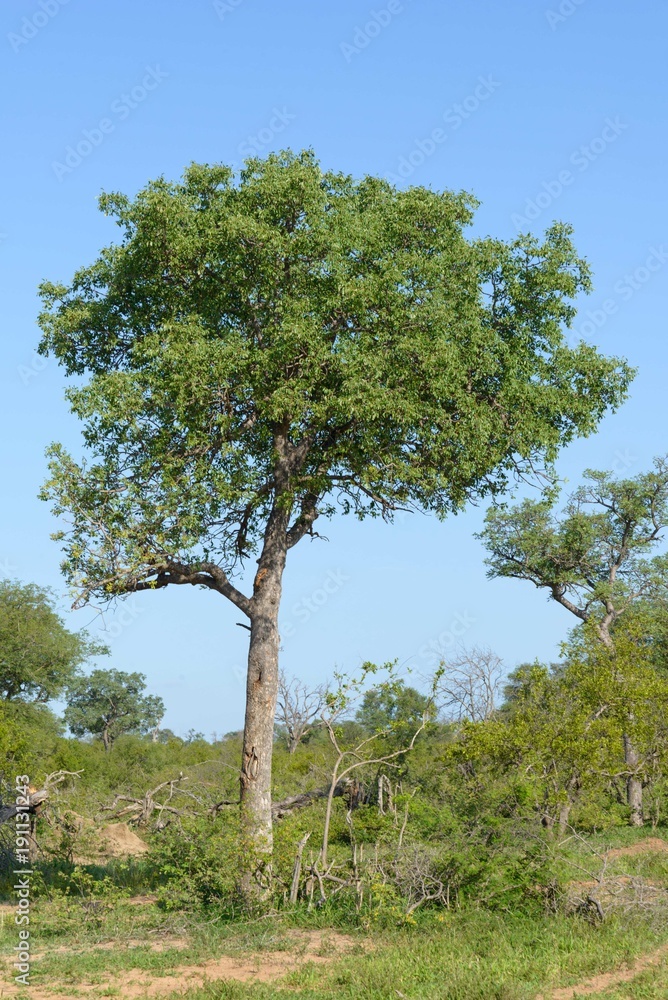 Obraz premium South African national park view