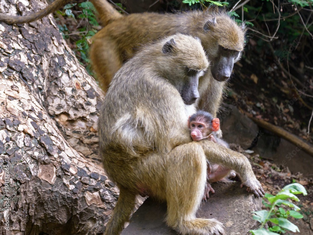 Obraz premium African Baboon