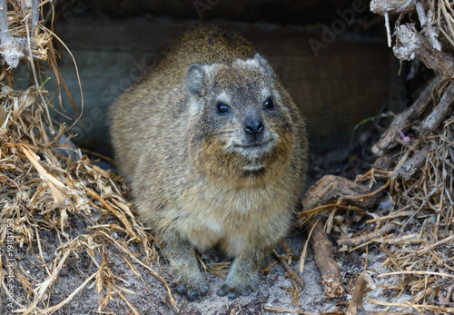 African dassie on Boulders beach