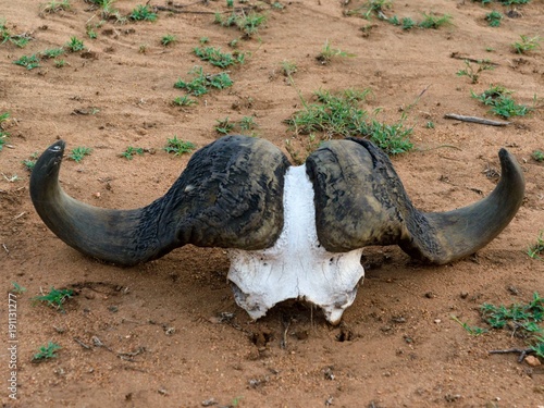 Buffalo Skull © Sergey P