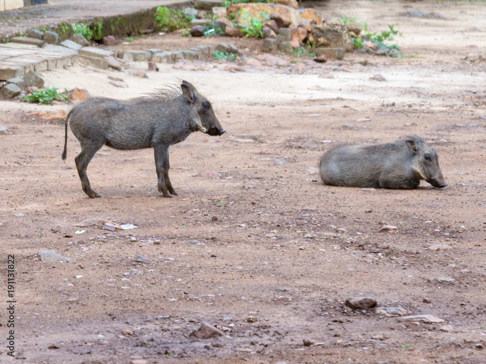 Fototapeta premium Warthog