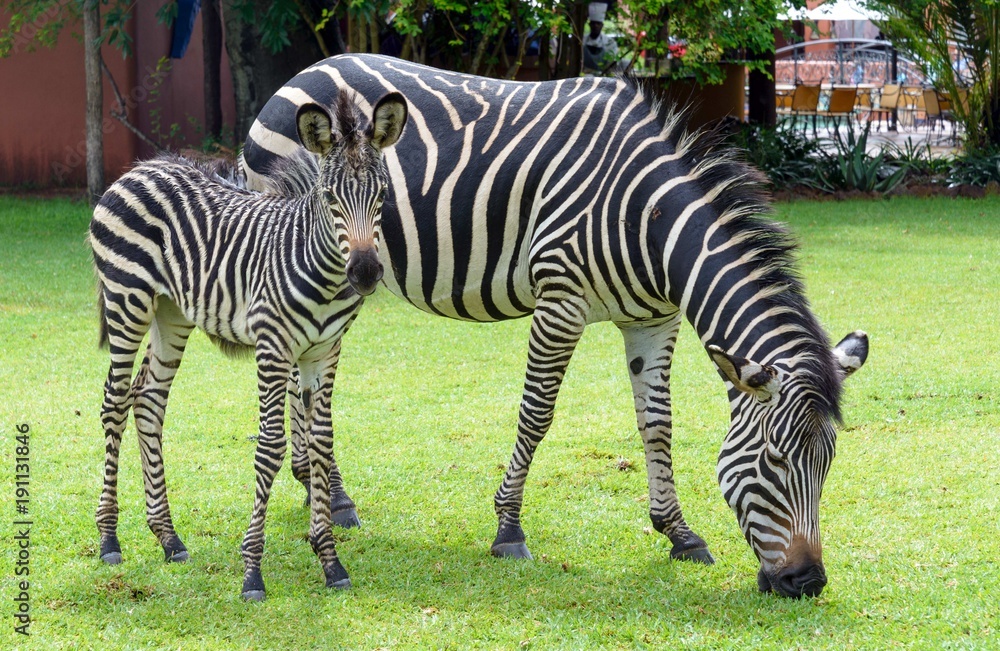 Obraz premium Zebra on the grass
