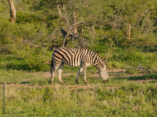 Zebra on the grass