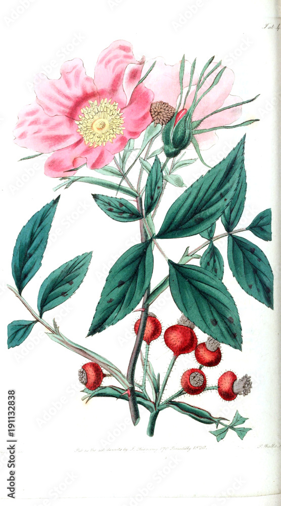 Illustration of roses. Illustration of roses.