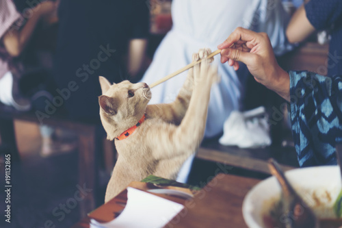 grey cat in vintage tone