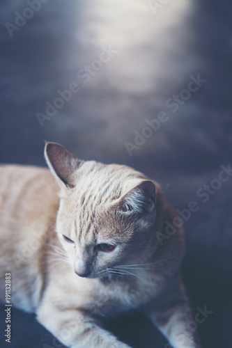 grey cat in vintage tone