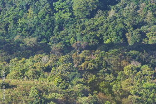 bird eyes view of tropical rain forest, Thailand