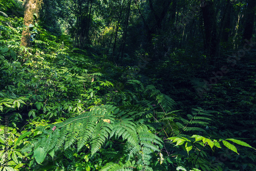 sunlight in the tropical rain forest, National Park in Thailand