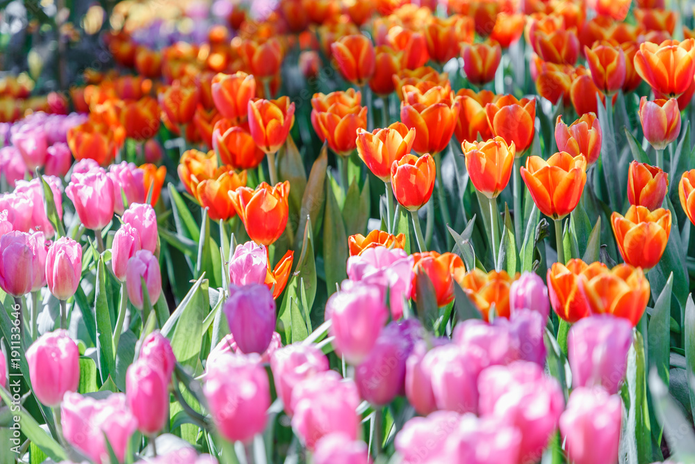 Tulip flower. Beautiful tulips in tulip field with green leaf background at winter or spring day. broken tulip. Tulip flower. Beautiful tulips in tulip field with green leaf background at winter or spring day. broken tulip.