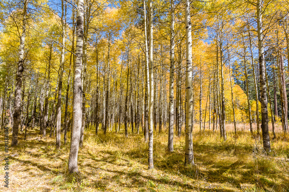 Fall in Lake Tahoe Fall in Lake Tahoe
