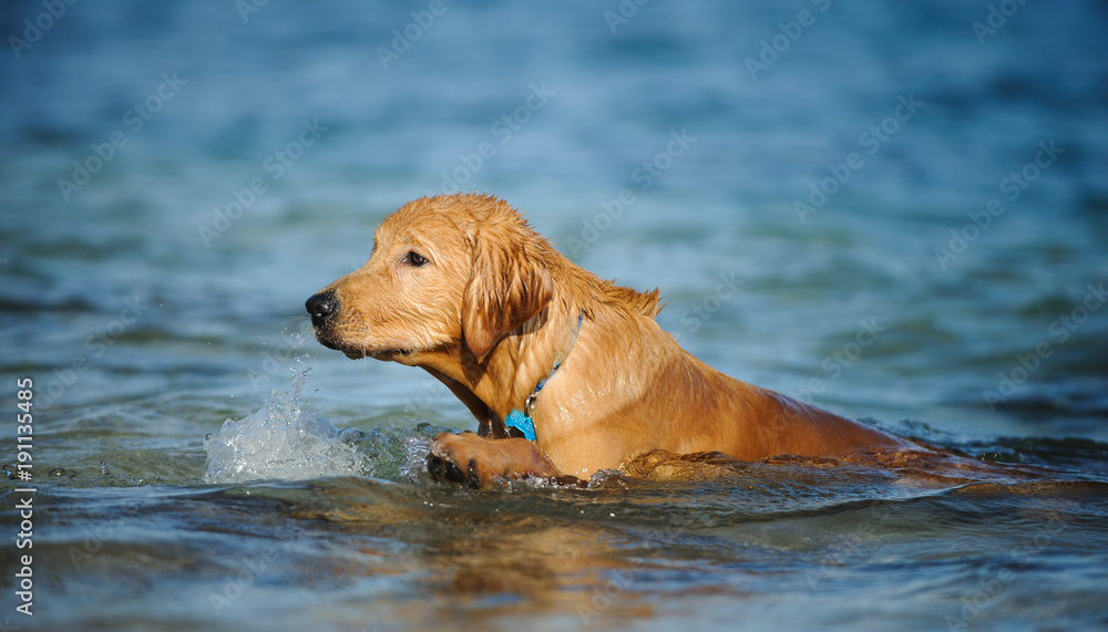 Golden Retriever puppy dog outdoor portrait swimming in blue water Golden Retriever puppy dog outdoor portrait swimming in blue water