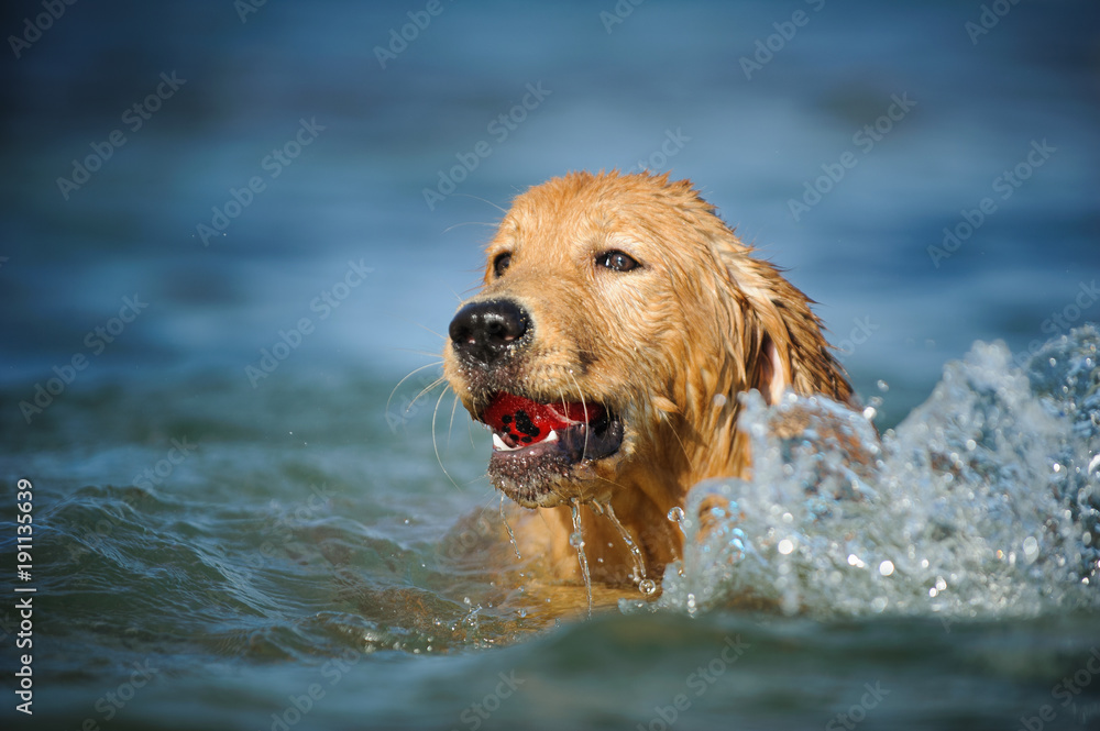 Golden Retriever puppy dog outdoor portrait swimming in blue water Golden Retriever puppy dog outdoor portrait swimming in blue water