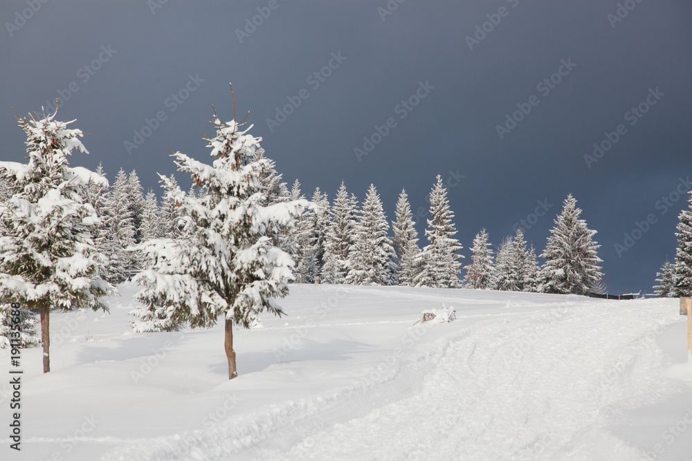 winter in the mountains - snow covered fir trees - Christmas background winter in the mountains - snow covered fir trees - Christmas background