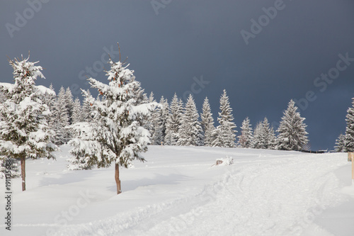 winter in the mountains - snow covered fir trees - Christmas background © Melinda Nagy