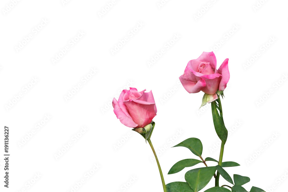 Two pink rose flowers isolated on white background Two pink rose flowers isolated on white background