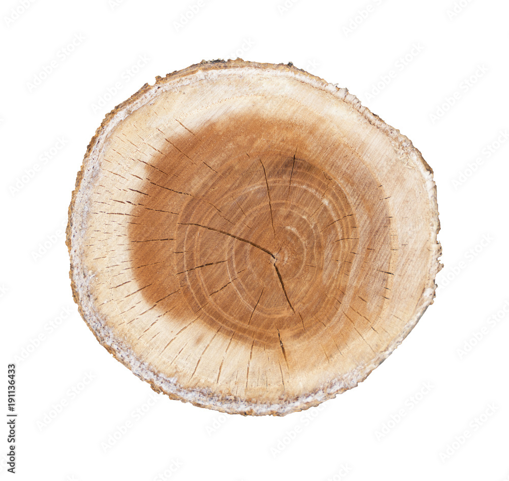 End cut of tree stump section isolated on white. Growth rings on a rough wooden texture from nature. Environmental awareness idea.