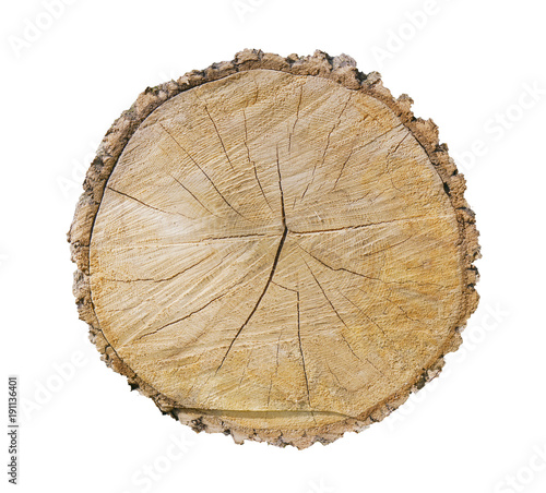 End cut of tree stump section isolated on white. Growth rings on a rough wooden texture from nature. Environmental awareness idea.