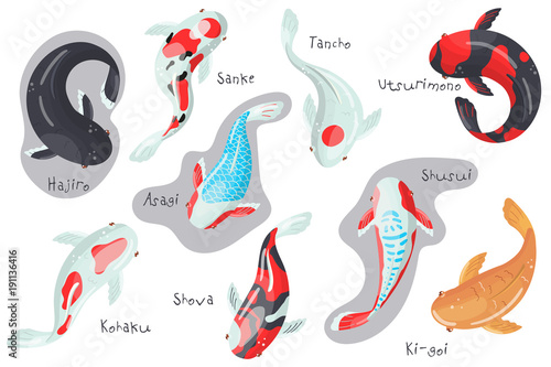 Carp Koi fish species set, traditional sacred Japanese fish colorful vector Illustrations photo