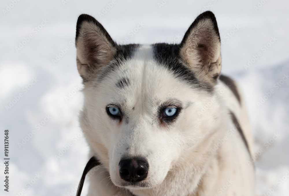 cute husky portrait with blue eyes in the snow cute husky portrait with blue eyes in the snow
