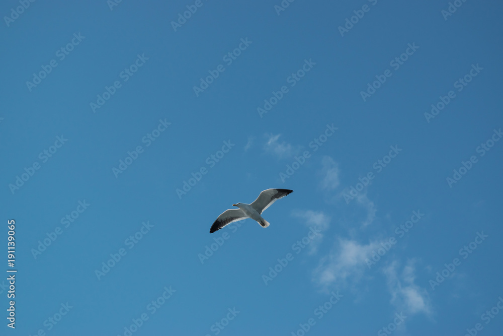 Photo with seagull flying high with blue sky background Photo with seagull flying high with blue sky background