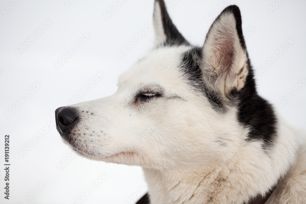 cute husky portrait with blue eyes in the snow cute husky portrait with blue eyes in the snow