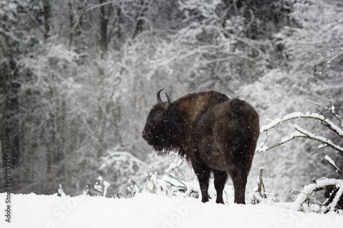 One bison standing in the woods during a snowfall. Russia, Kaluga region.