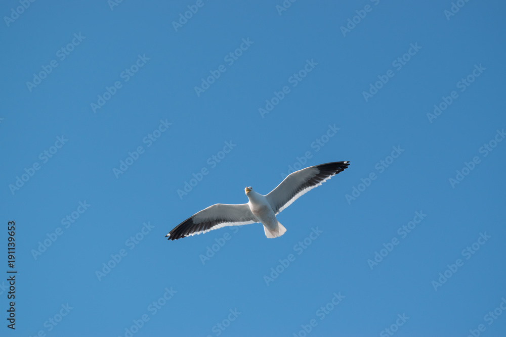 Photo of seagull flying, with open wings and the sky in the background Photo of seagull flying, with open wings and the sky in the background
