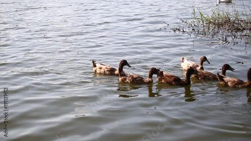Ducks are swimming in the pond At the park. Duck is swimming for food in the morning.