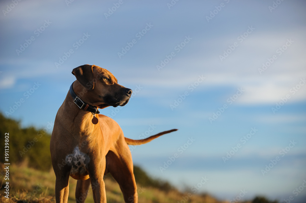 Rhodesian Ridgeback dog outdoor portrait against blue sky Rhodesian Ridgeback dog outdoor portrait against blue sky