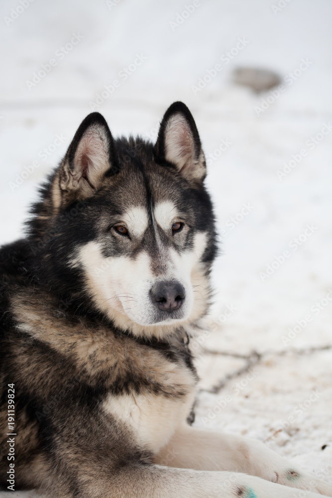 cute husky portrait with blue eyes in the snow