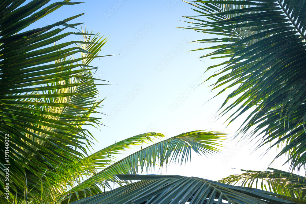 Fototapeta premium Coconut palm leaves against clear blue sky background with copy space for summer tropical travel concept