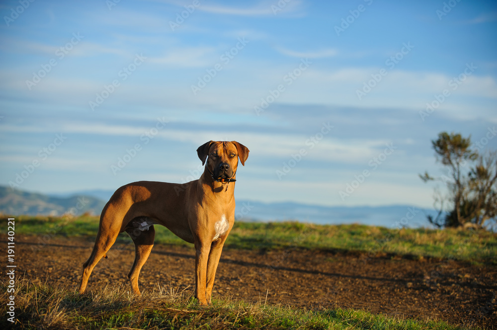 Rhodesian Ridgeback dog outdoor portrait standing on path with blue sky