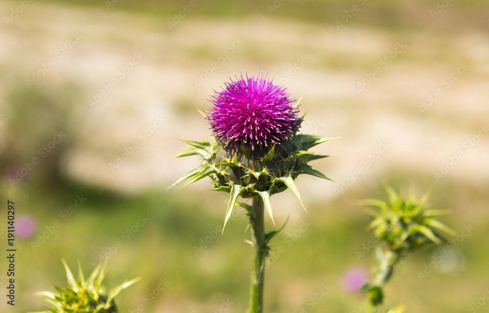 Thistle flower, herbs