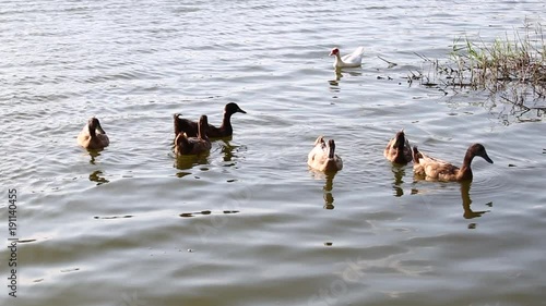 Ducks are swimming in the pond At the park. Duck is swimming for food in the morning.