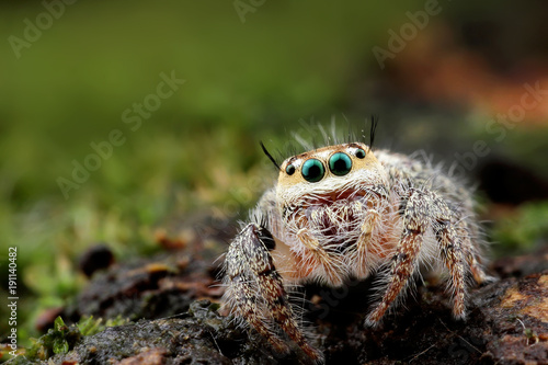 spider looking you