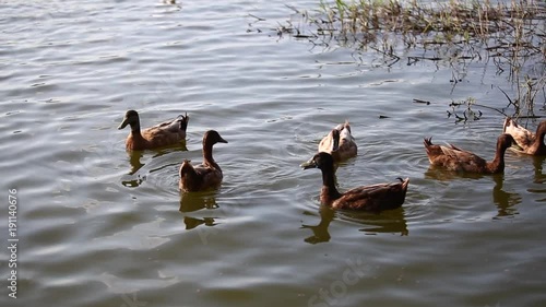 Ducks are swimming in the pond At the park. Duck is swimming for food in the morning.