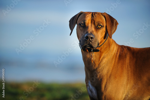 Rhodesian Ridgeback dog outdoor portrait against blue sky