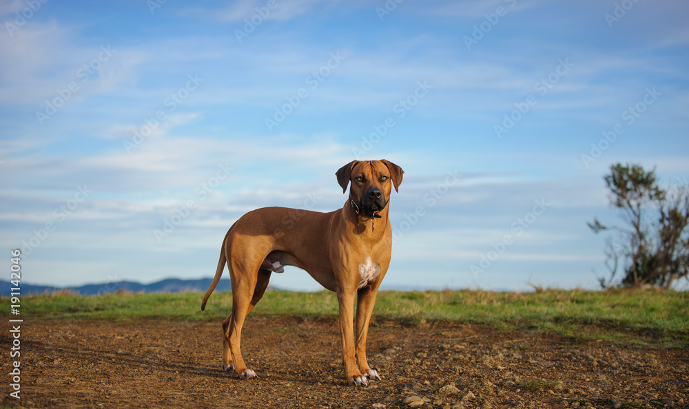Rhodesian Ridgeback dog outdoor portrait standing on groomed trail on top of hill