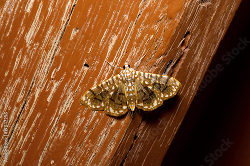 Asota sp., Sukhai, Nagaland photo