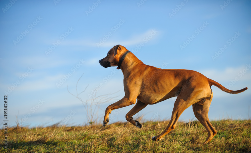 Rhodesian Ridgeback dog outdoor portrait running on field with blue sky