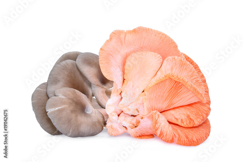 white and pink oyster mushroom isolated on white background