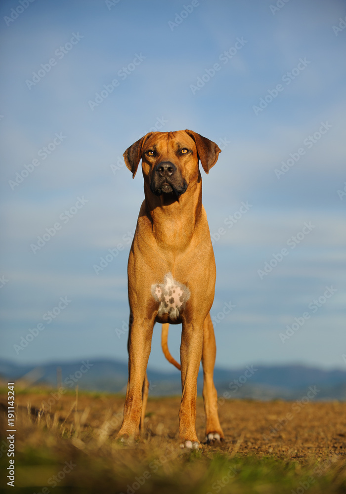 Rhodesian Ridgeback dog outdoor portrait standing in field with blue sky Rhodesian Ridgeback dog outdoor portrait standing in field with blue sky