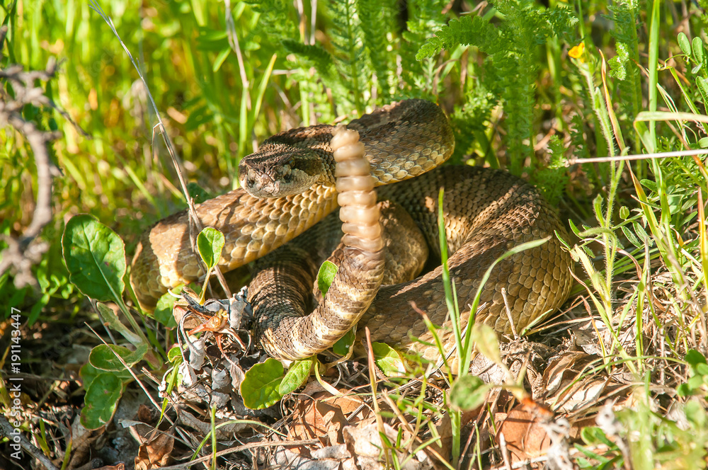 Obraz premium Rattlesnake in Wait