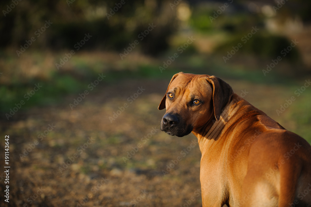 Rhodesian Ridgeback dog outdoor portrait in natural environment