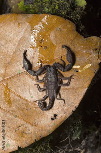 Euscorpuis sp., Small wood scorpion. Kivikha photo